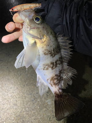 常夜灯プラッギング