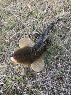 最後の最後でやっと1匹...