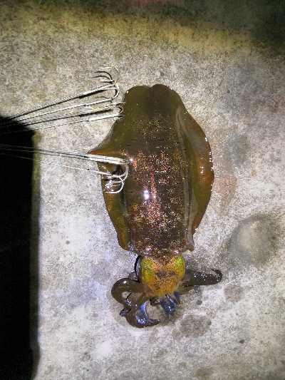 アオリヤエンでゲット