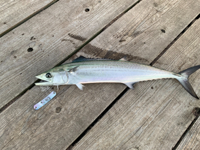 自作ルアーで一発ツモ！