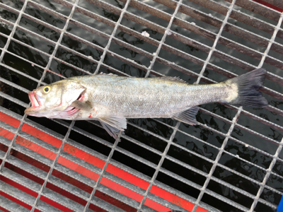 爆釣の釣り公園？