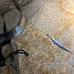 ミノーでタチウオ