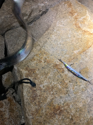 ミノーでタチウオ