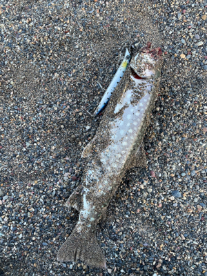 今シーズン初戦&開花