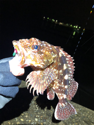 カサゴと豆アジ