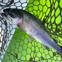 トラウト最高‼︎