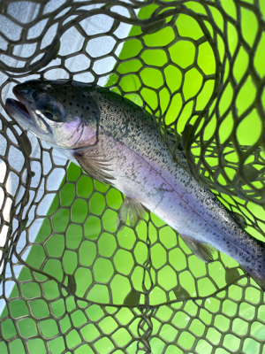 トラウト最高‼︎