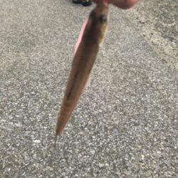 コルトux 612ウロコ付け