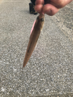 コルトux 612ウロコ付け