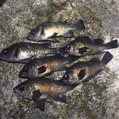 プラッキングメバル