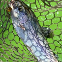 エリアトラウト