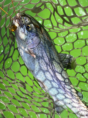 エリアトラウト