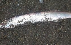 カマスです！！