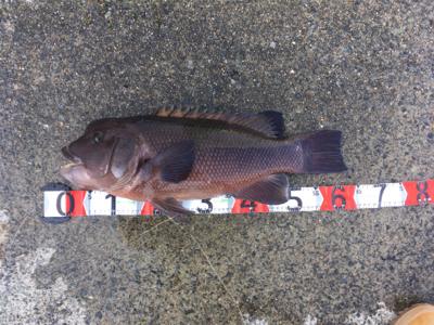 タンコブゲーム