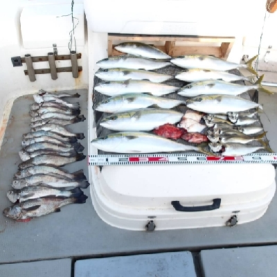 SOUTH(サウス)釣果