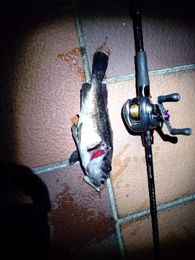 ベイトロックでクロソイ