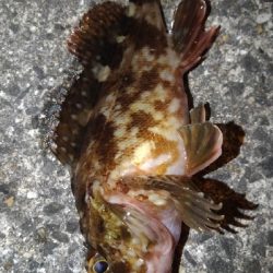 満月が綺麗でした