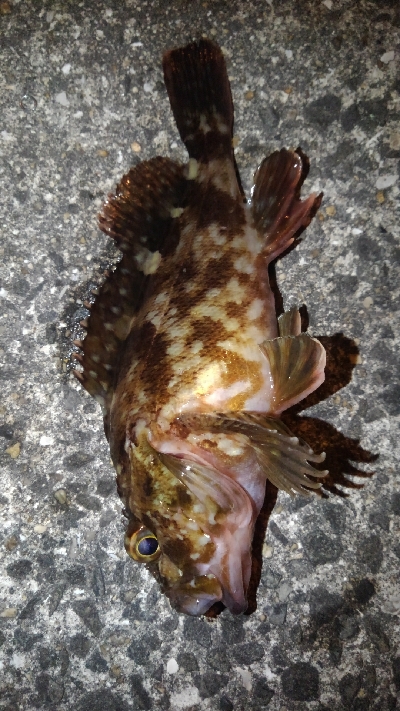 満月が綺麗でした