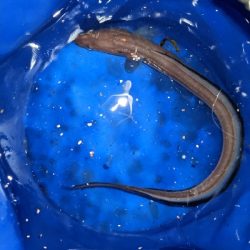 古宮で超爆風釣行