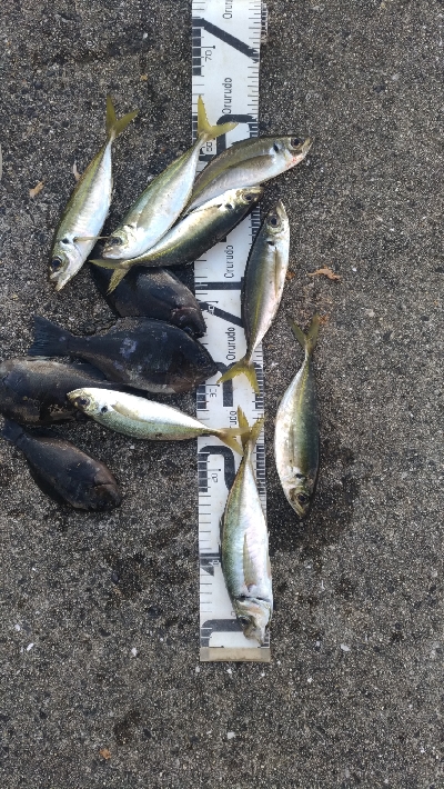 1/2釣果デカアジ入れ食いでしたー