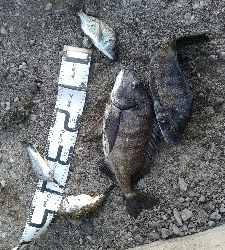 1/10釣果極寒の中チヌ釣れました！