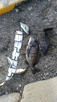 1/10釣果極寒の中チヌ釣れました！