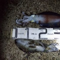 1/21釣果デカアジ大漁！アオリイカ！