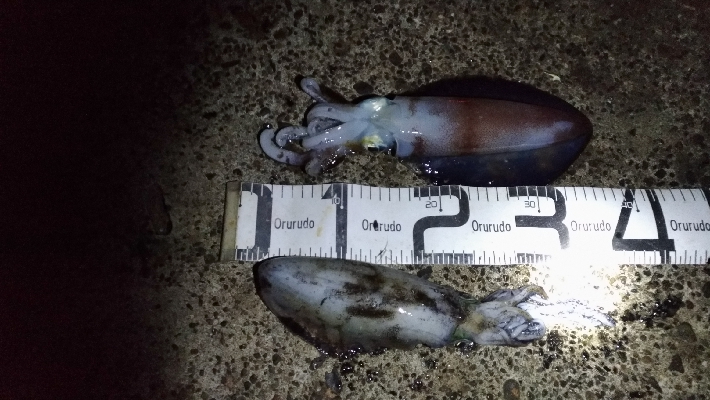 1/21釣果デカアジ大漁！アオリイカ！