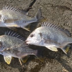 河口は やはりキビレか