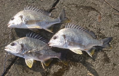河口は やはりキビレか
