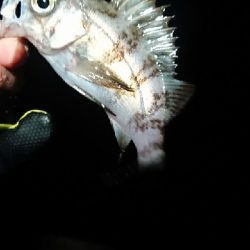 相変わらず渋い。