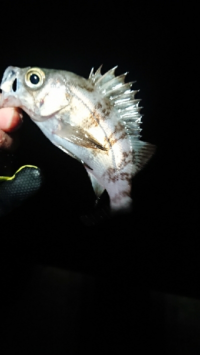 相変わらず渋い。