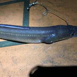 太いアナゴでてきました！