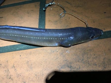 太いアナゴでてきました！