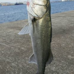 半誘導沈め釣りに挑戦