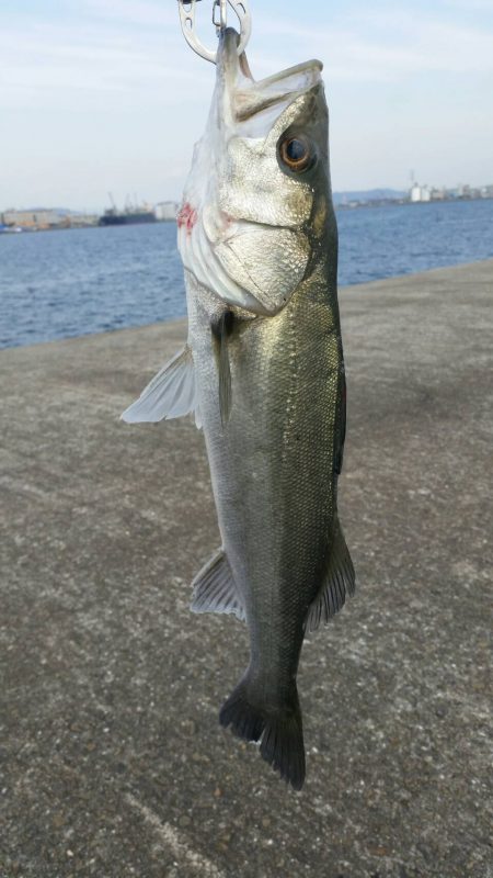 半誘導沈め釣りに挑戦