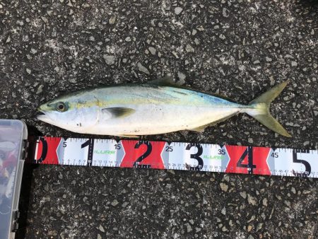 ジグパラスロー