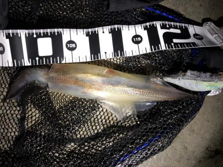 ヤリイカの季節になりました！