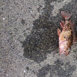 爆風のつり・・・3時間で撤退