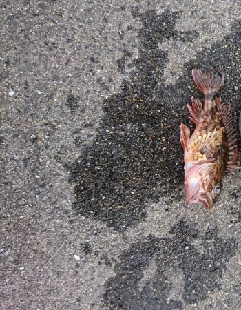 爆風のつり・・・3時間で撤退