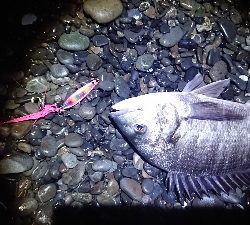 2021年初の一投目！