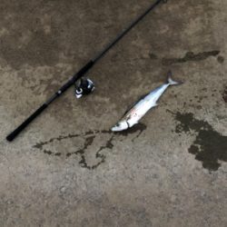 息子今年初釣果！