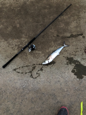 息子今年初釣果！