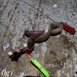 厳寒期でもアナゴはボーズ無し