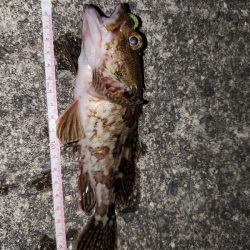太刀魚に始まりガシラに終わる