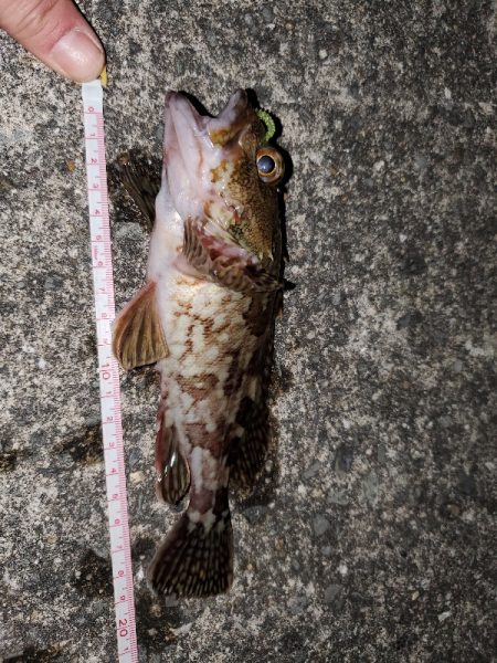 太刀魚に始まりガシラに終わる