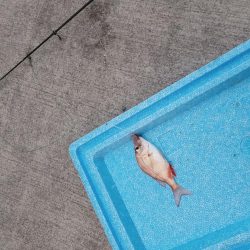 正月から投げ釣り