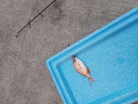 正月から投げ釣り