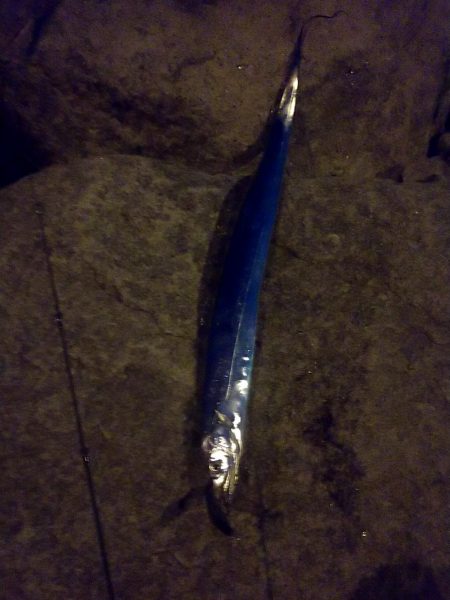 シーバスとタチウオ