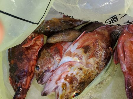 尺ガシラで年始め